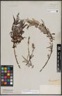 Foto von Salix candida Flüggé ex Willd. x Salix petiolaris Sm.